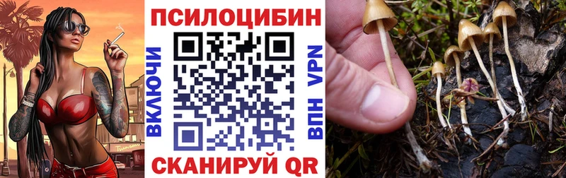 Купить закладки  Звенигород  Псилоцибиновые грибы Psilocybe 